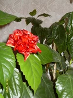 SDC11005.webp