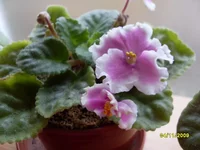 SDC10992.webp