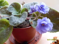 SDC10993.webp