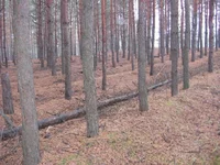  134.webp