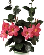dipladenia.webp