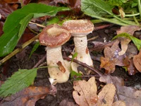 PB090007.webp
