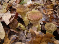 PB090013.webp