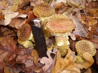 PB090016.webp