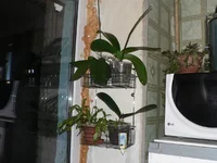 kitchen_phalaenopsis.webp