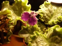 -Прекрасная креолка.webp