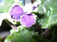 -Прекрасная креолка(вспышка).webp