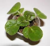 -Розовый Балет 1.webp