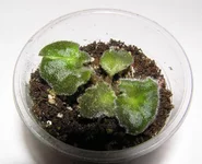 -Розовый Балет 2.webp