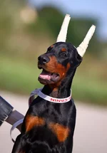 0_-056a.webp