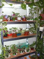 SDC11073.webp