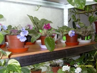 SDC11075.webp