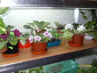 SDC11076.webp