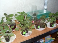 SDC11078.webp