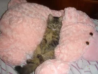 image (11).webp