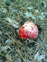 0050.webp
