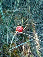 0052.webp