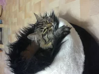 2016517193827.webp