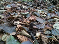 IMG_1134[1].webp