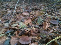 IMG_1149[1].webp