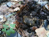 IMG_1161[2].webp