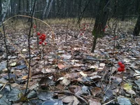 IMG_1160[1].webp