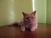  на паспорт 1.webp