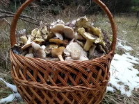 20161120_144029.webp