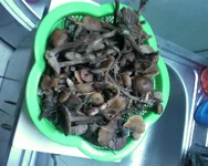 SP_A0666.webp