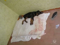 getImage.jpg2.webp