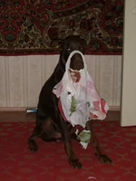 SSA51164.webp