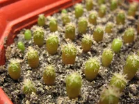 Sulcorebutia arenacea.webp