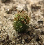 Sulcorebutia rauschii.webp