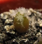 Turbinicarpus klinkerianus.webp