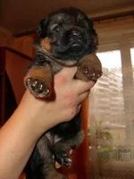 CIMG8557_изменить размер.webp