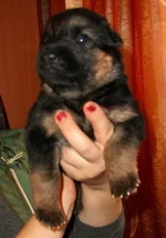 CIMG8563_изменить размер.webp