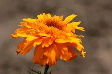 IMG_1167.webp