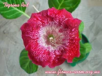 Tigrina_Red(Panyanka).webp