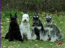 2009-10-08_113059.gif