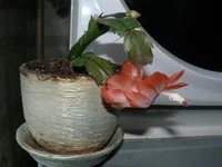  шлюмбергера- рыжик.webp