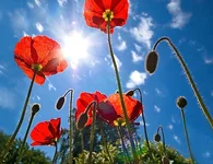 .webp