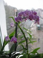 IMG_2863.JPG