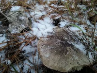 20161126_151129.webp