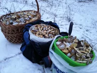 20161126_154437.webp
