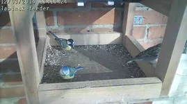 Labisk-feeder1.webp