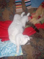 DSCN4468.webp