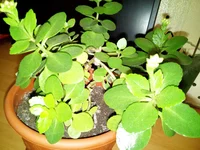 IMG_20161202_224327.webp IMG_20161202_224327.webp