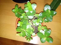 IMG_20161202_224300.webp IMG_20161202_224300.webp