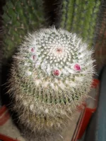 DSCN5839.webp