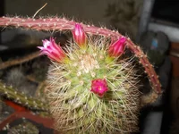 DSCN5840.webp
